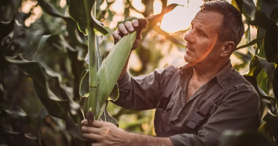 Jaki herbicyd na chwasty w kukurydzy? Sprawdź, który środek ochrony roślin naprawdę działa